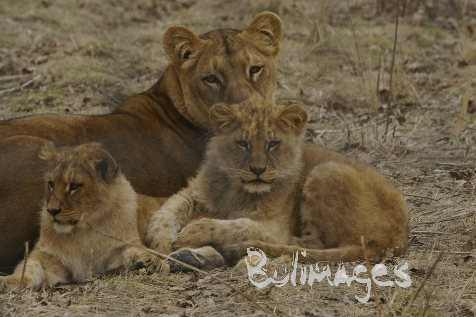 famille