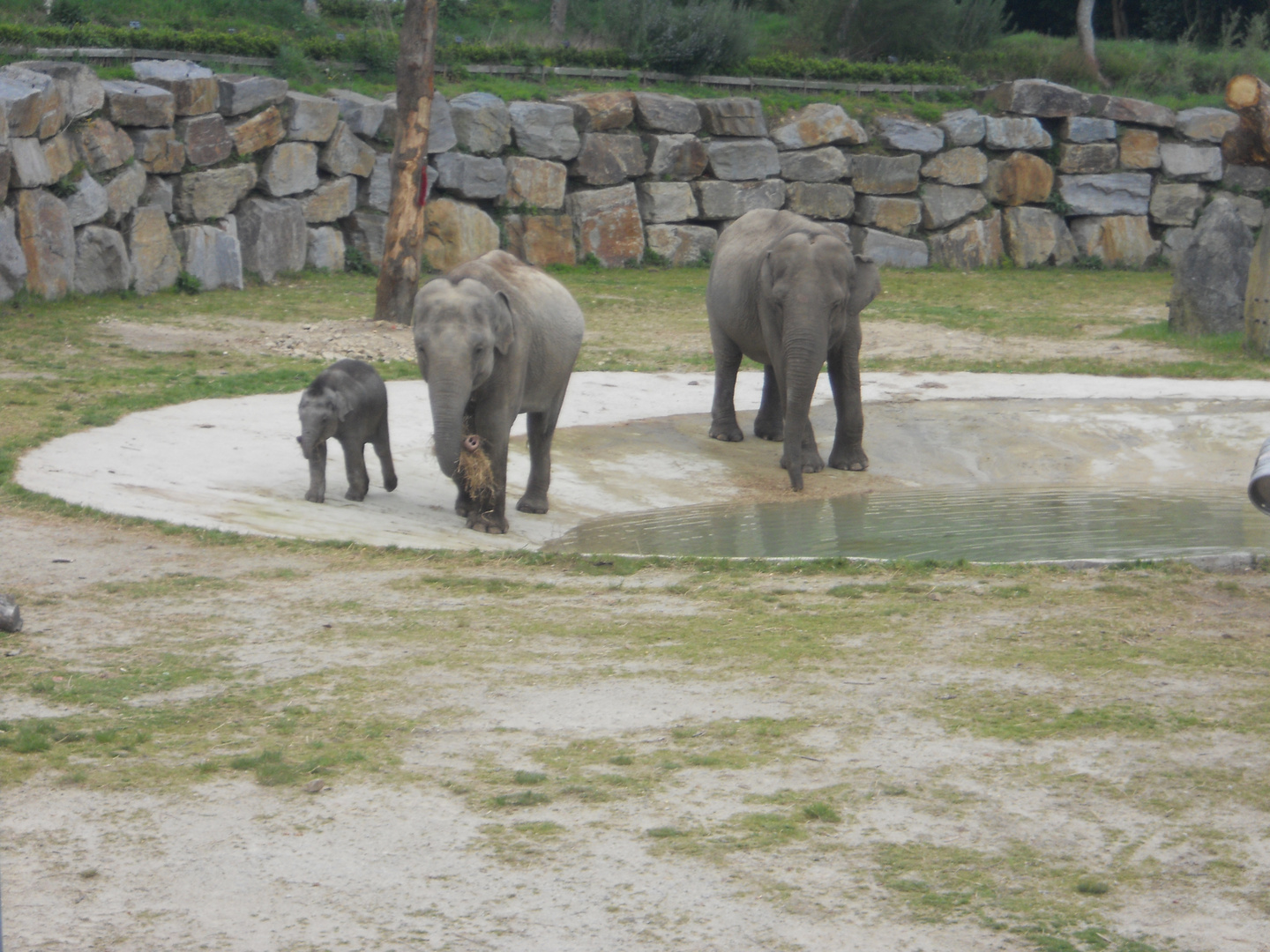 Famille éléphants