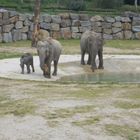 Famille éléphants