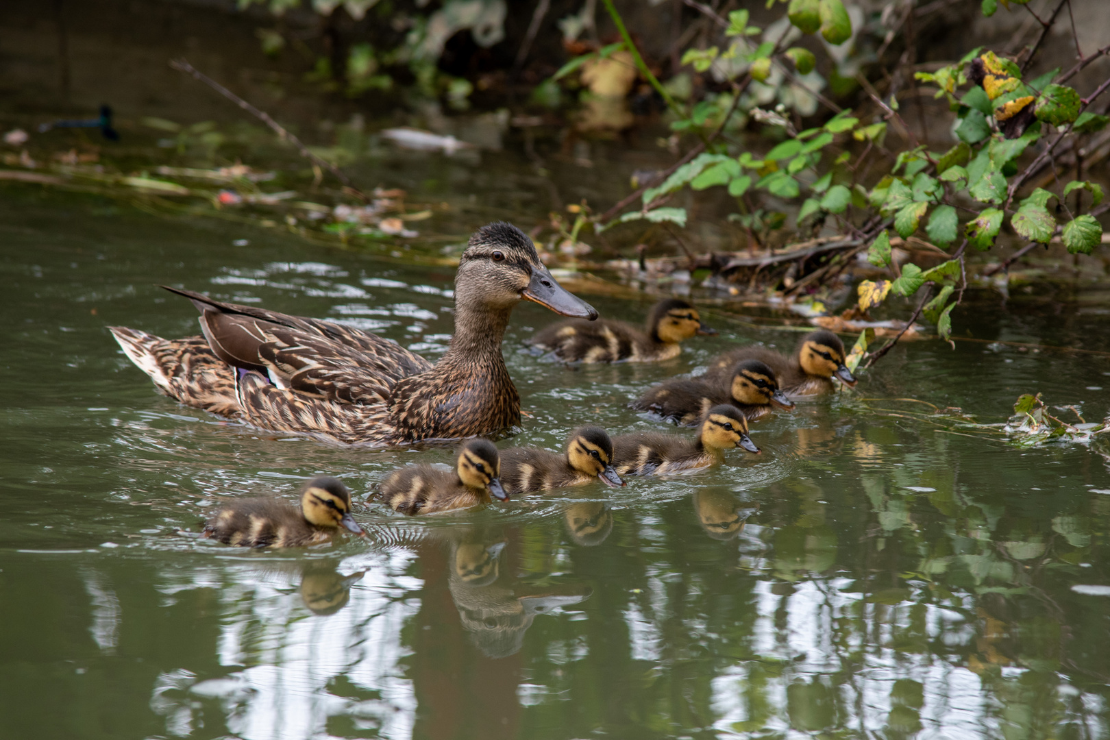 Famille en bataille