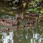 Famille en bataille