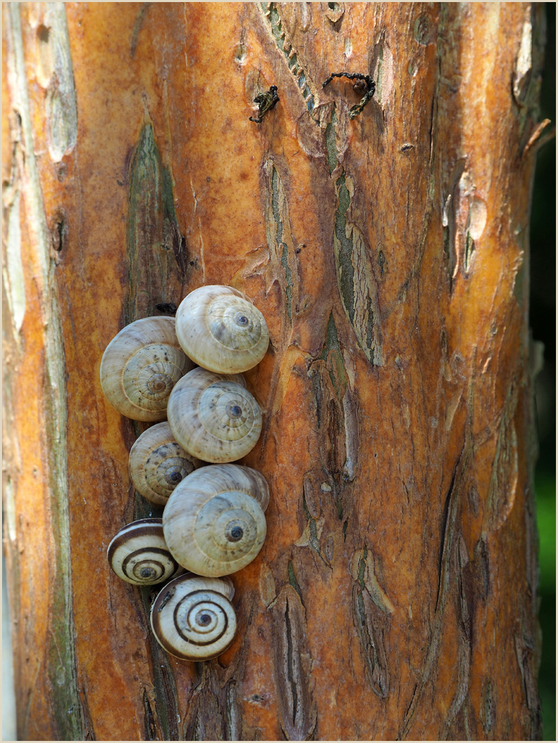 Famille escargot 