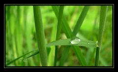 Famille Goutte ...