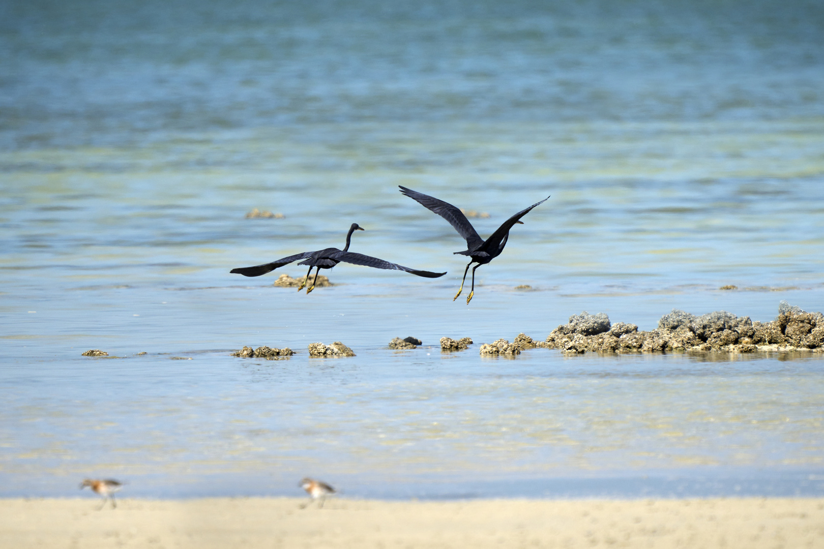 Famille Heron