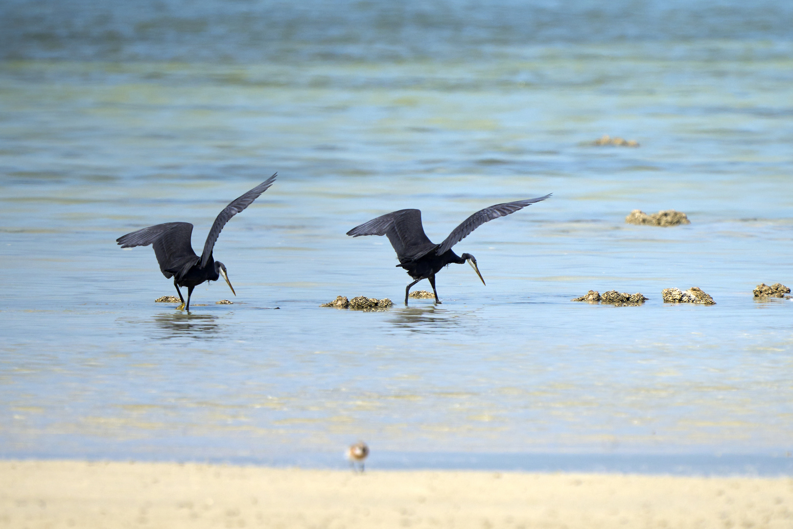 Famille Heron