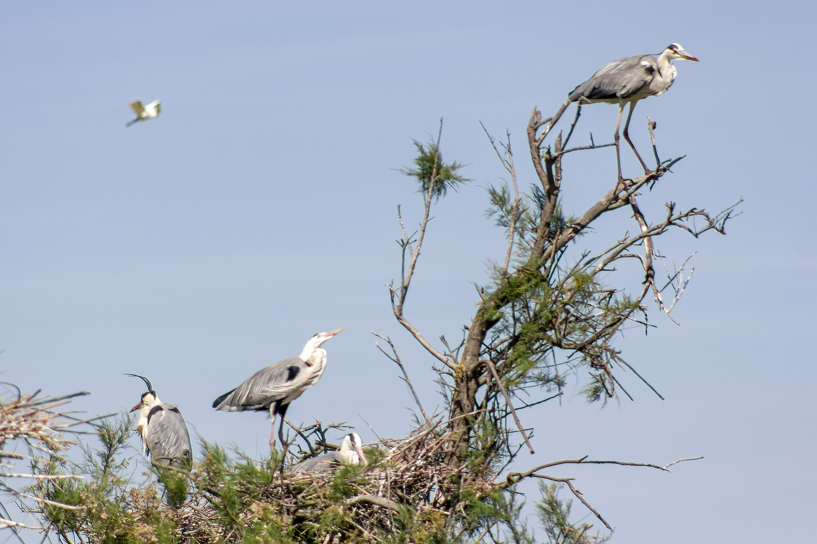 Famille héron