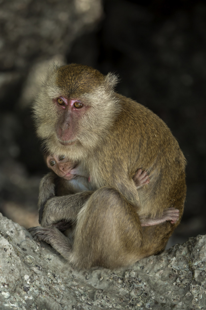 famille macaque