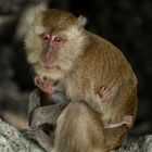 famille macaque