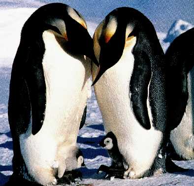 Famille Manchot Empereur Papa Maman Bebe Photo Et Image Animaux Animaux Sauvages Oiseaux Images Fotocommunity Famille Manchot Empereur Papa Maman Bebe Photo Et Image Animaux Animaux Sauvages Oiseaux Images Fotocommunity