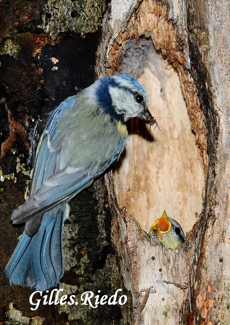 famille " mésange bleue "