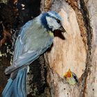 famille " mésange bleue "