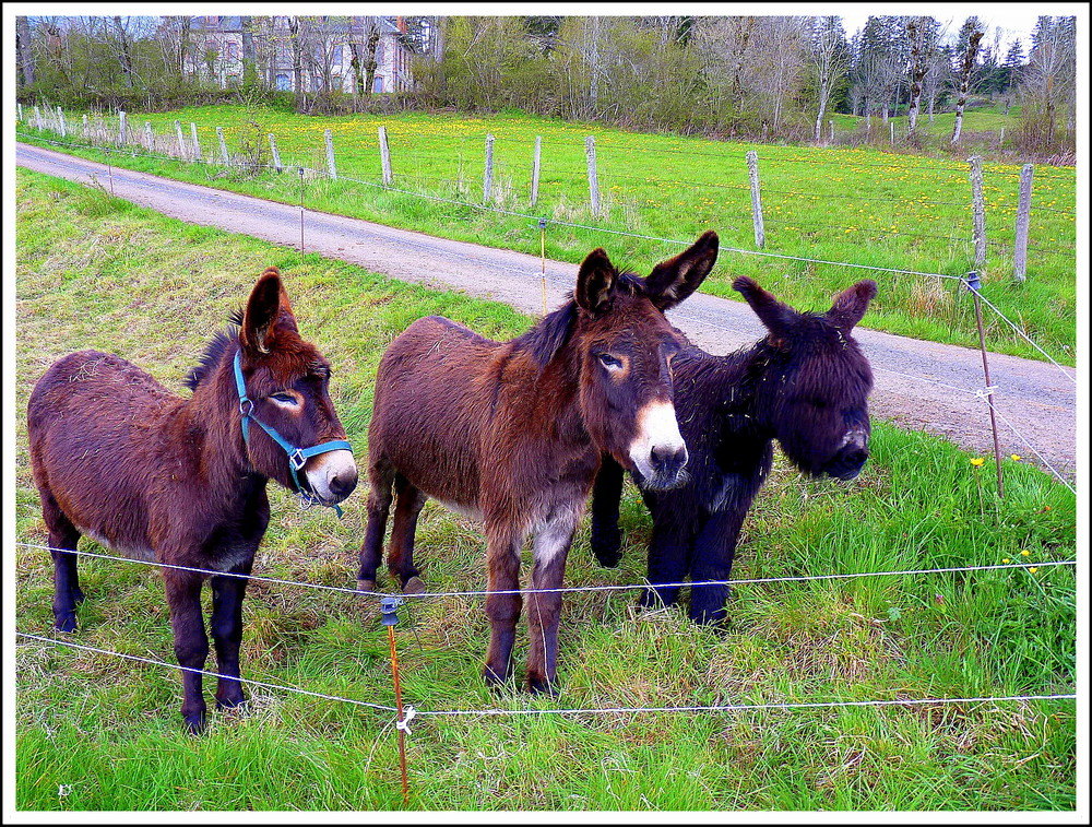 FAMILLE ÂNES .