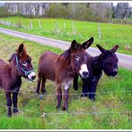 FAMILLE ÂNES .