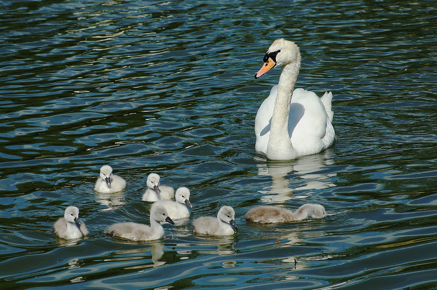 famille nombreuse