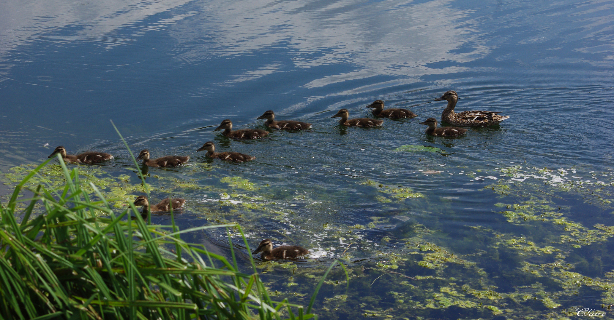 Famille nombreuse