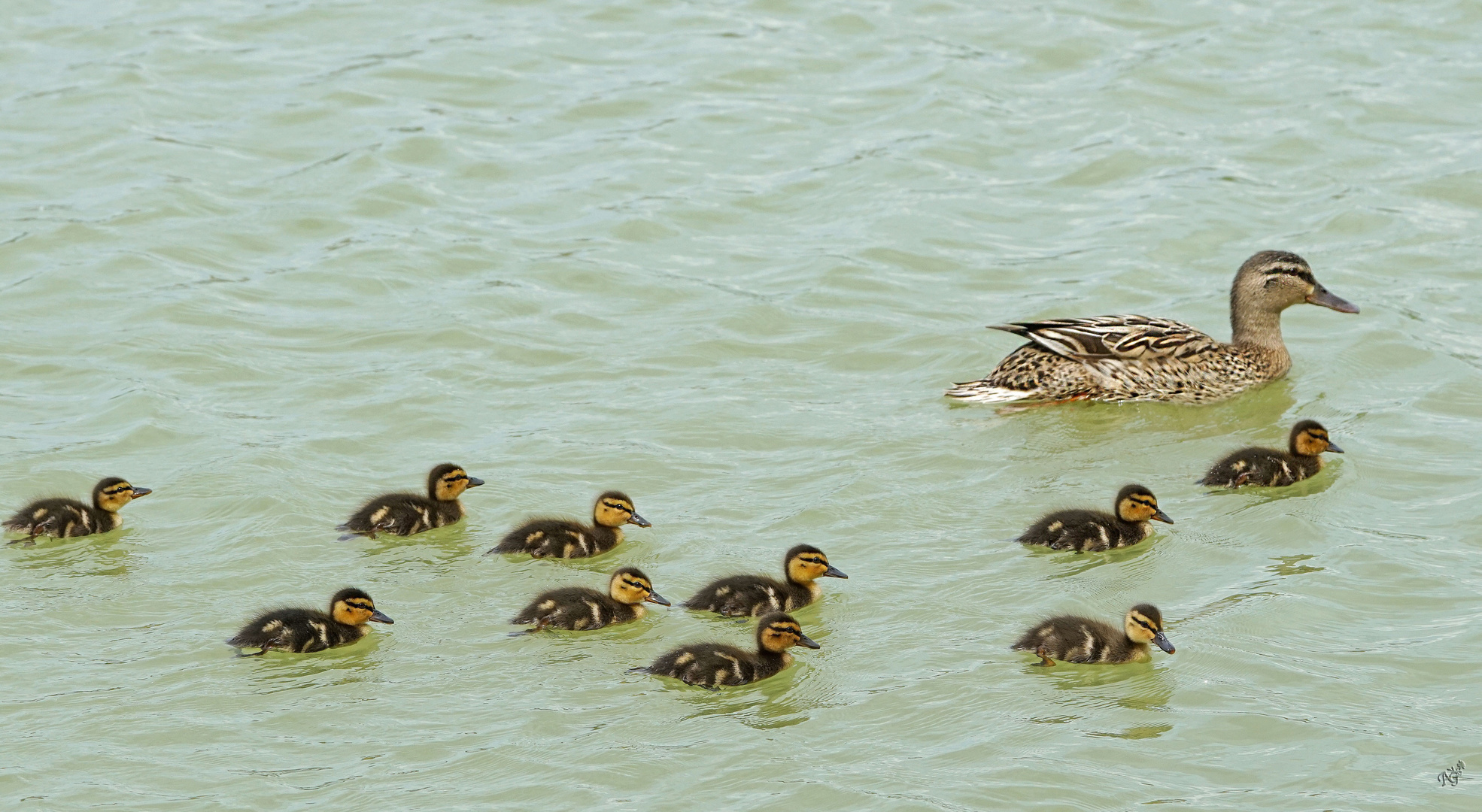 Famille nombreuse ... et tout le monde suit !!!!