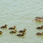 Famille nombreuse ... et tout le monde suit !!!!