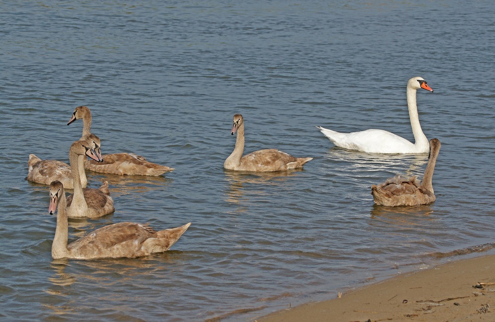 Famille nombreuse ....