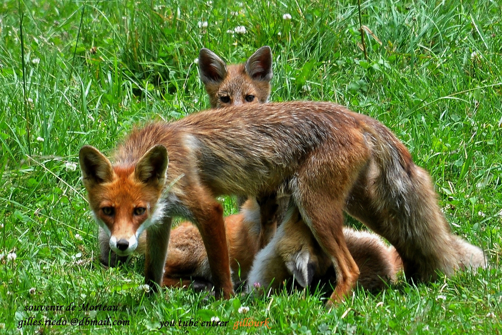 " famille Renard "