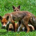 " famille Renard "