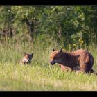 Famille renard