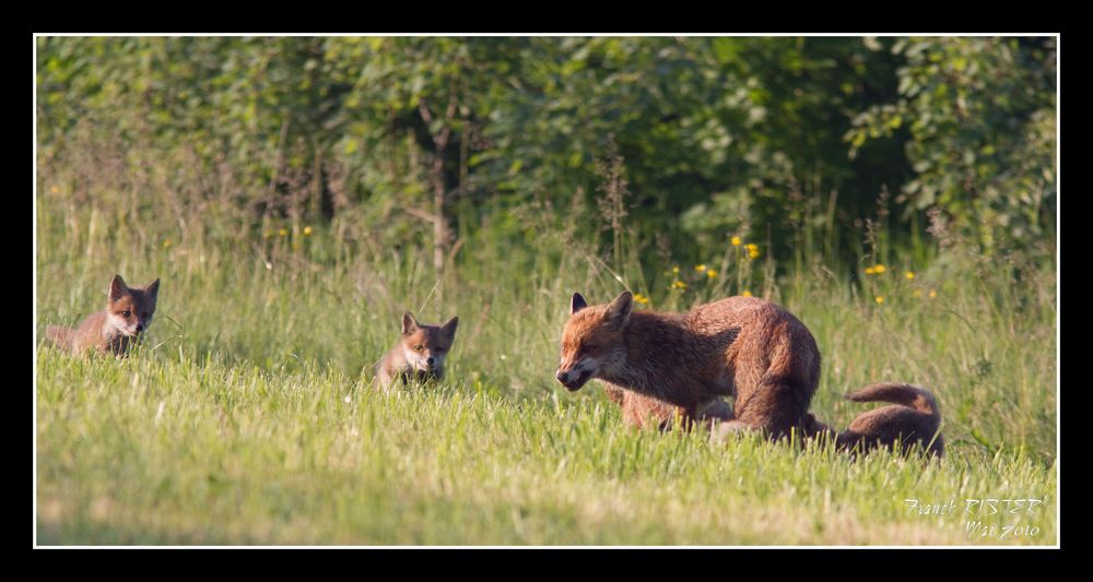 Famille renard