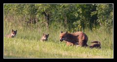 Famille renard