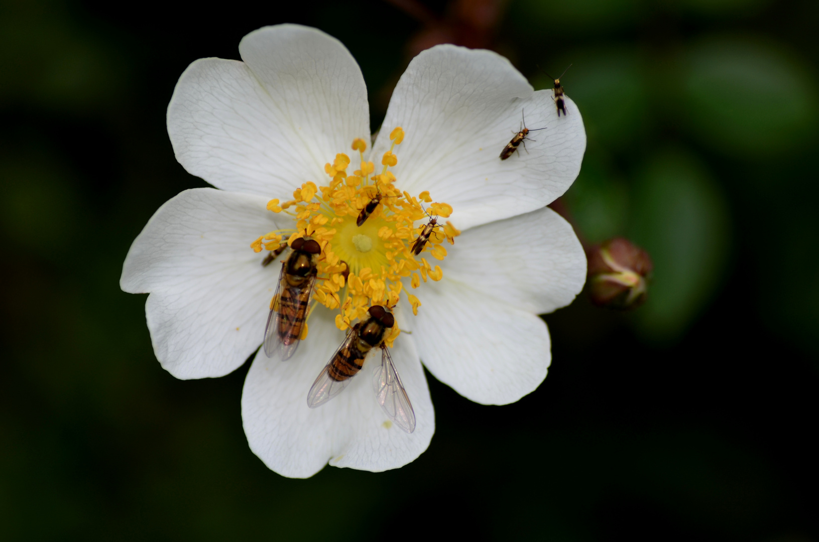 famille sur une fleurs