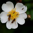 famille sur une fleurs