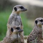Famille suricate