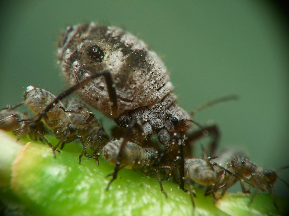 Family (Aphidoidea)