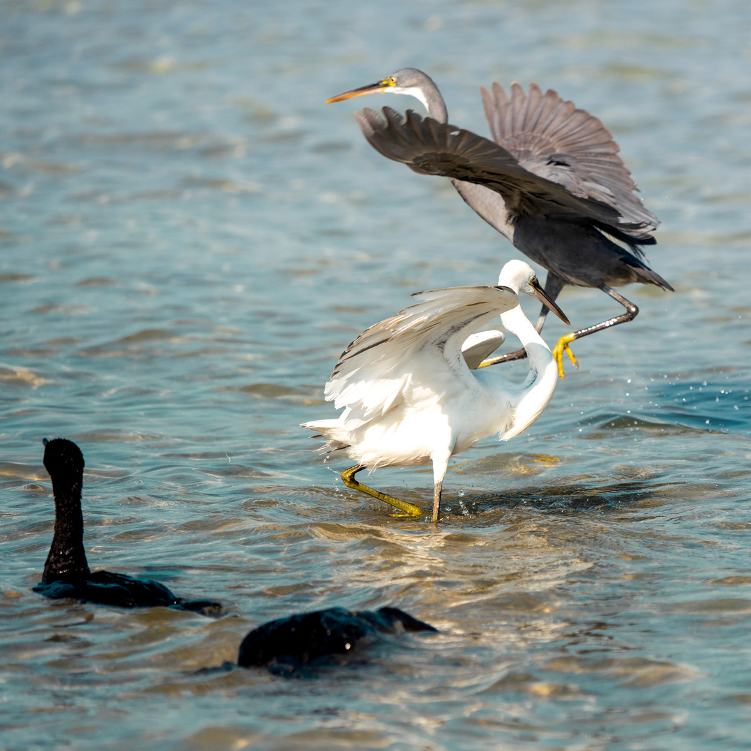 Family Birds 