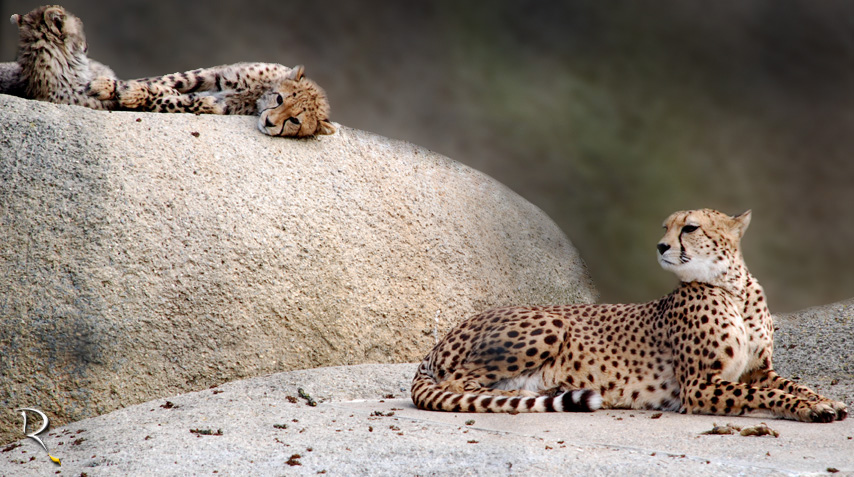 Family Cheetah