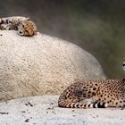 Family Cheetah