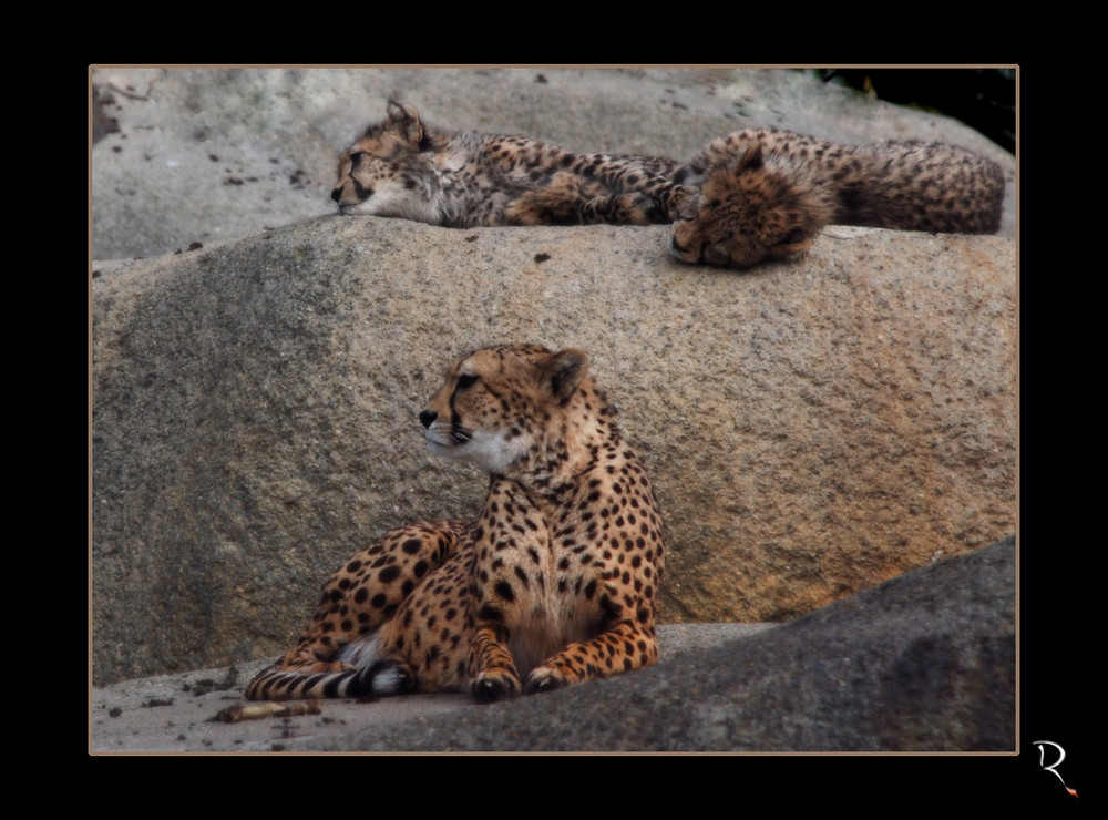 Family Cheetah