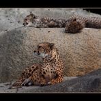 Family Cheetah