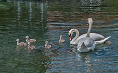 Family Day, heut am Traunsee