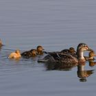 Family Duck..