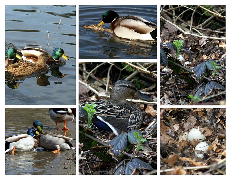 Family Ente - Teil 1