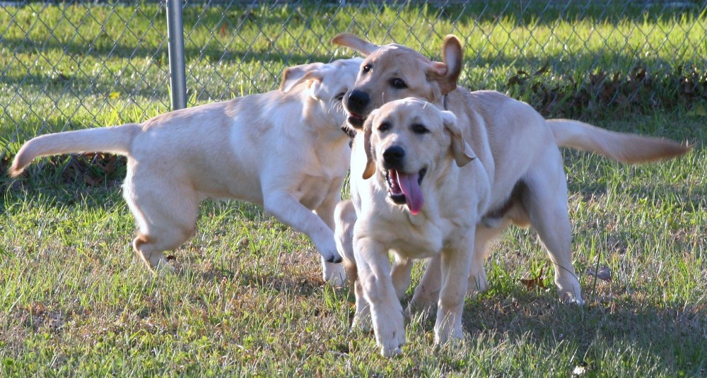 Family Fetch