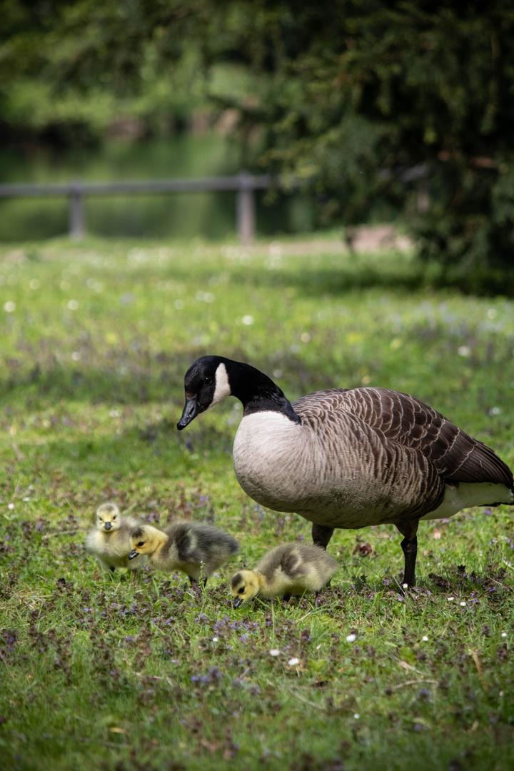 Family Goose