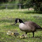 Family Goose