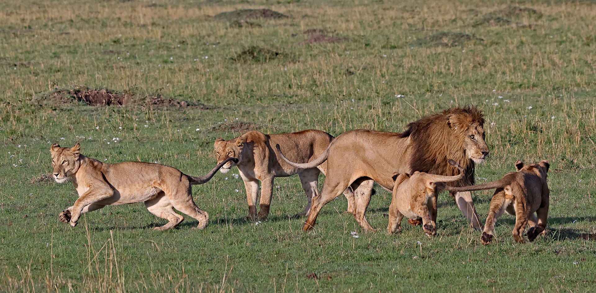 Family happiness