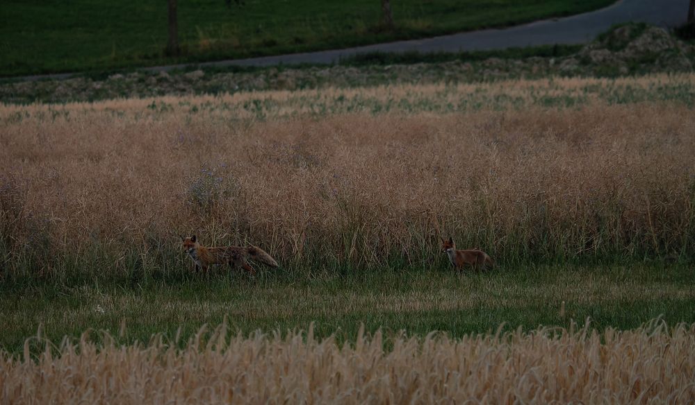 Family Hunting!