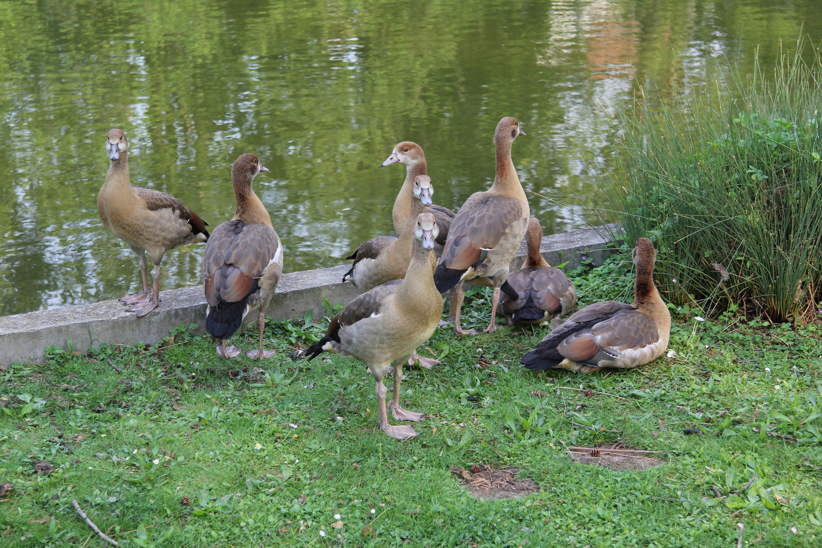 Family Nilgänse