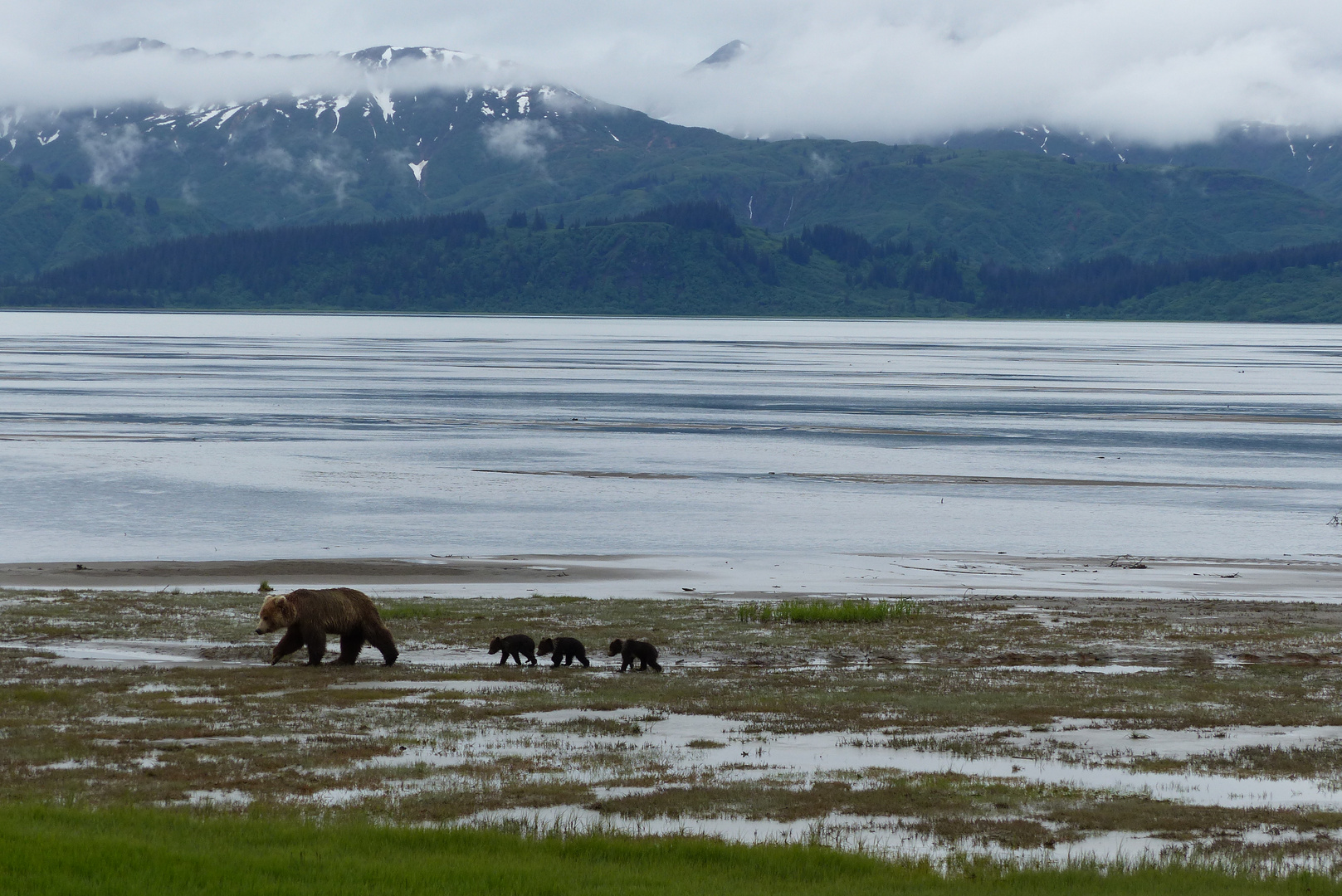 Family of Four