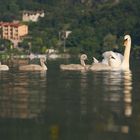 family of swans