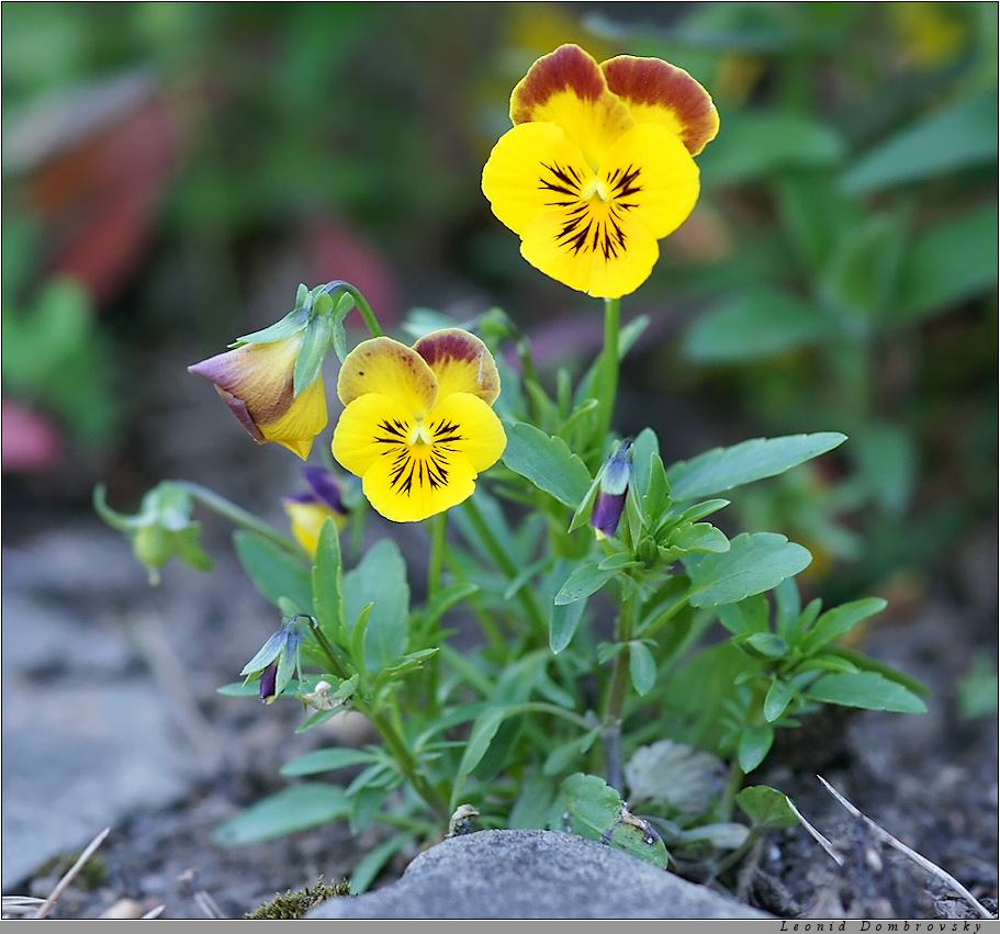 Family of violets