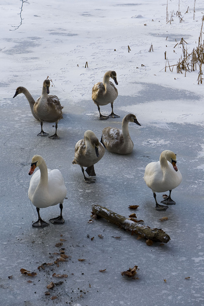 family outing