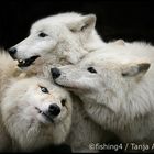 Family Polarwolf